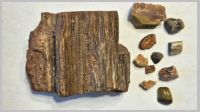Petrified Wood.jpg